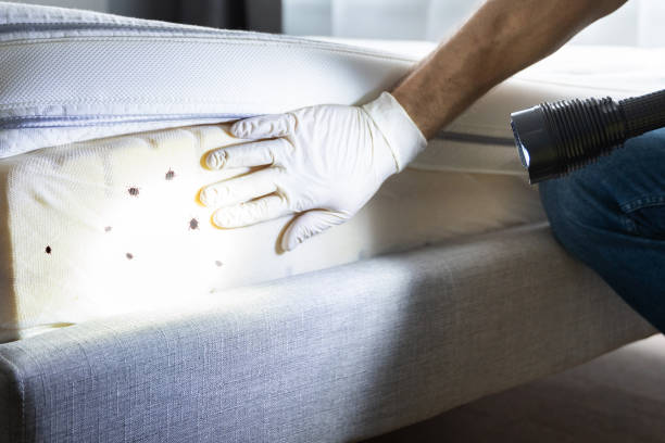 Best Flea Control Services  in Ellport, PA