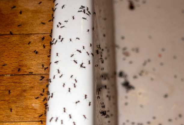 Best Wasp Removal Services  in Ellport, PA
